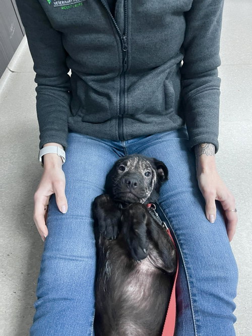 Sunshine, an adoptable Black Labrador Retriever in Mount Laurel, NJ