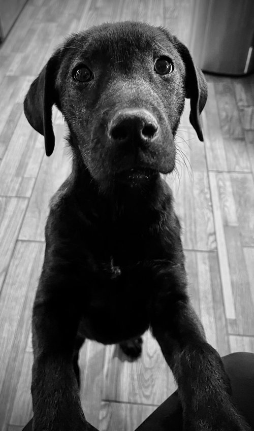 Joy, an adoptable Black Labrador Retriever in Mount Laurel, NJ