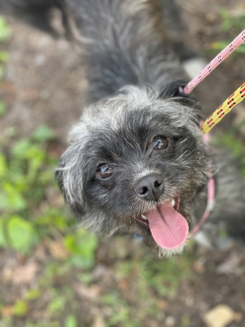 Mariah, an adoptable Shih Tzu in Mount Laurel, NJ