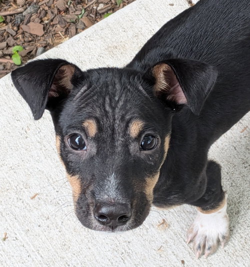 Jake, an adoptable Rat Terrier in Mount Laurel, NJ