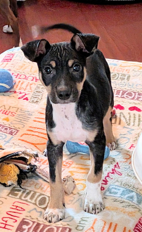 Jake, an adoptable Rat Terrier in Mount Laurel, NJ