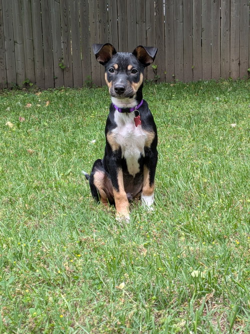 Jake, an adoptable Rat Terrier in Mount Laurel, NJ