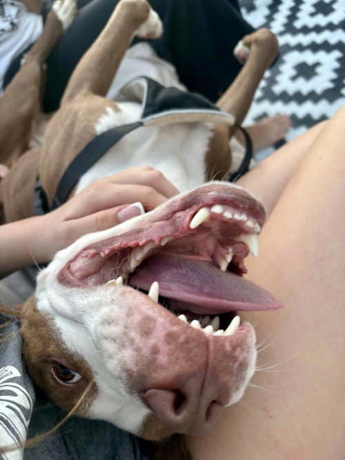 Polly photo 8