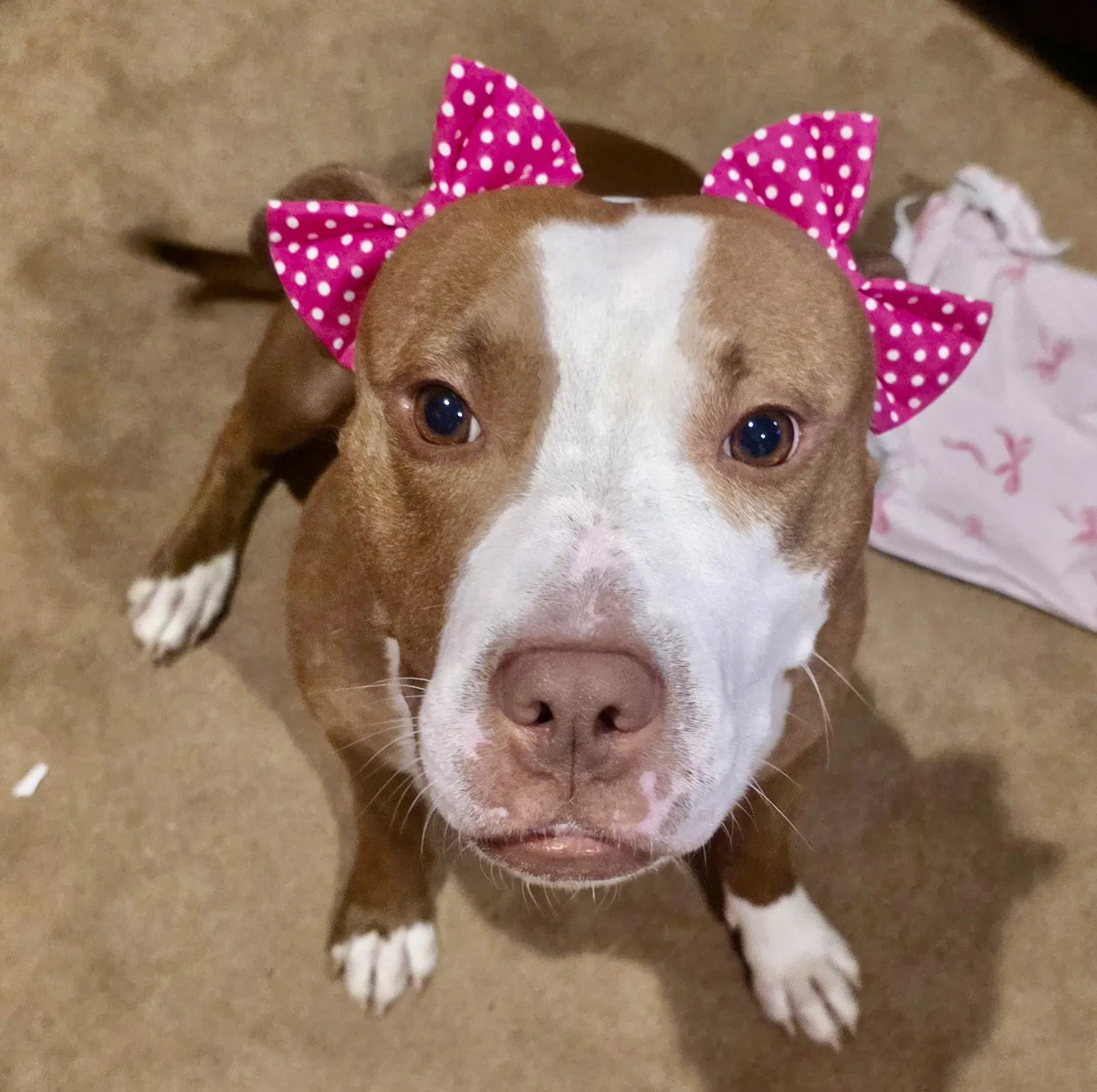 Polly - Terrier