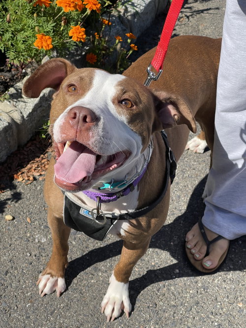 picture of the dog needing adoption