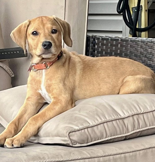 Brandi, an adoptable Labrador Retriever in Mount Laurel, NJ
