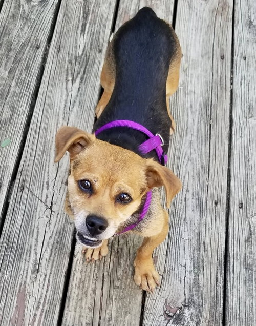 Amy, an adoptable Beagle in Mount Laurel, NJ