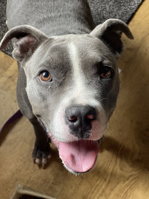 picture of the dog needing adoption