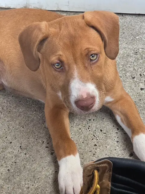 Ruby - Terrier