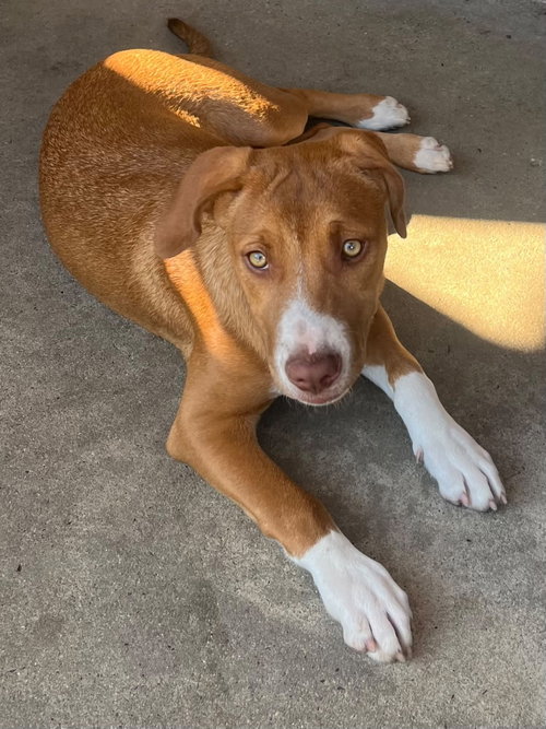picture of the dog needing adoption