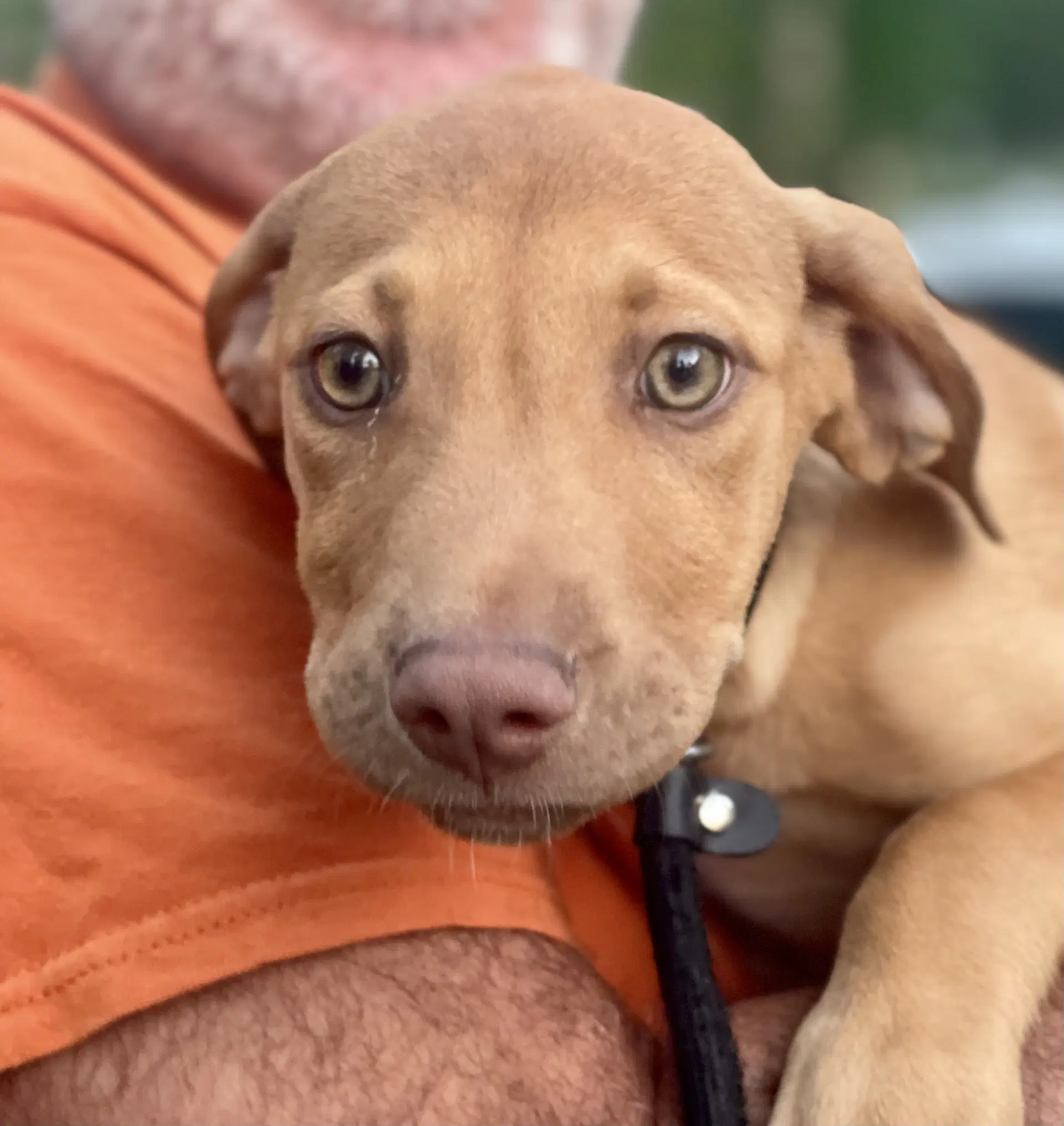 Butterscotch - Hound
