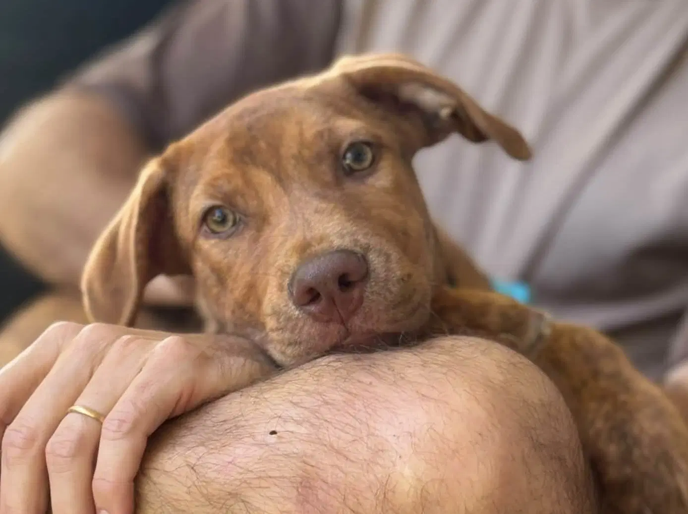 Gus image 3
