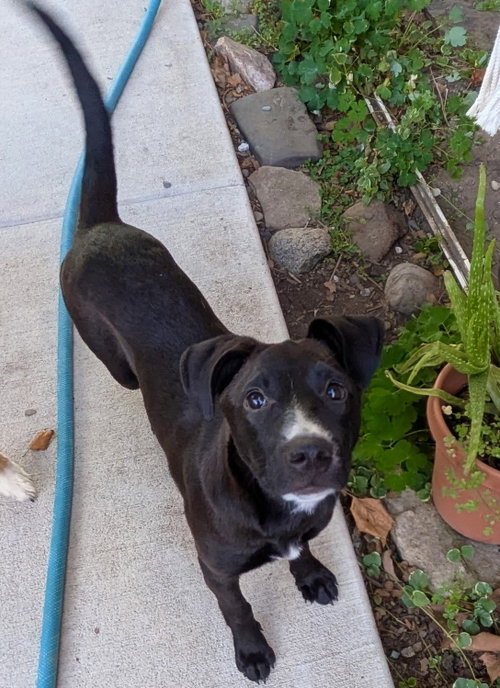 picture of the dog needing adoption