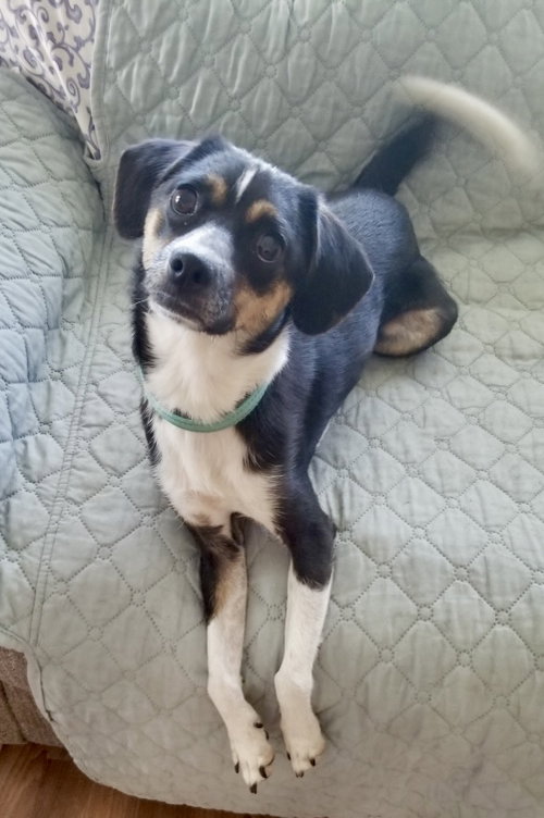 Raven, a dog for adoption from One Love Animal Rescue