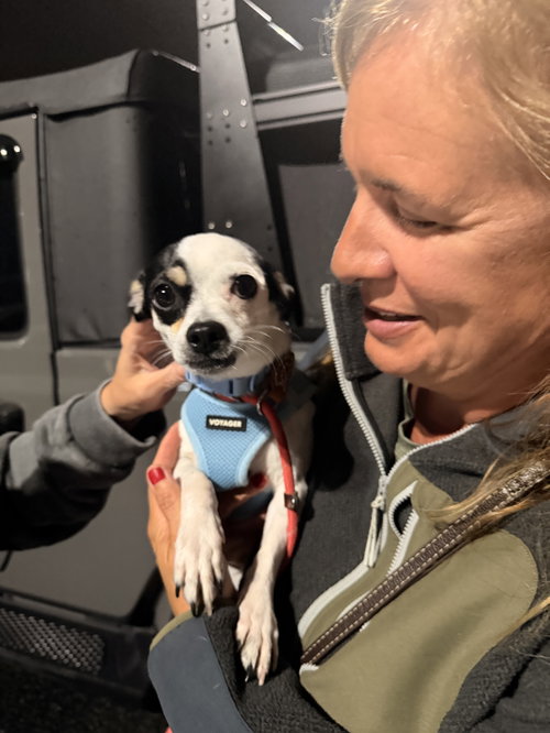 Alfie, a dog for adoption from One Love Animal Rescue