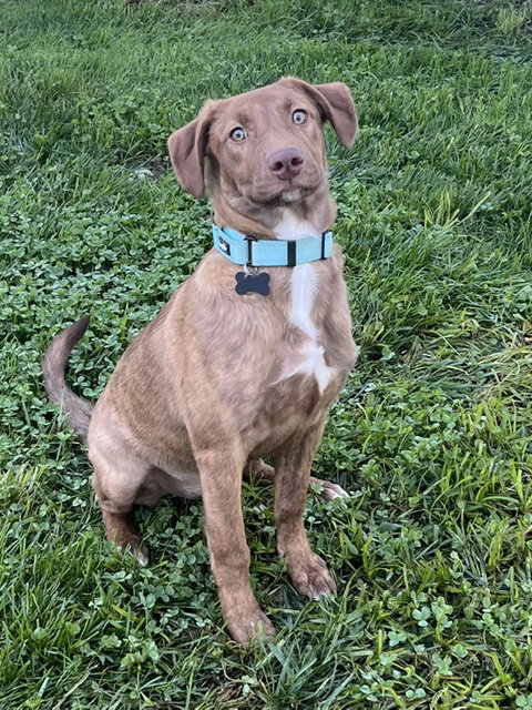 Stevie, a dog for adoption from One Love Animal Rescue
