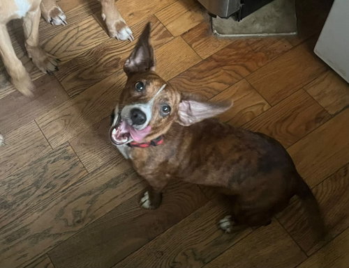 Candy, a dog for adoption from One Love Animal Rescue