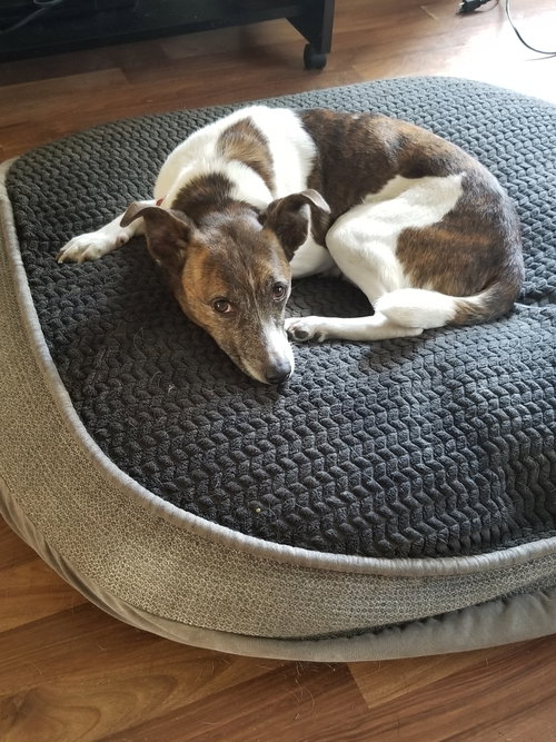 Pixie, a dog for adoption from One Love Animal Rescue