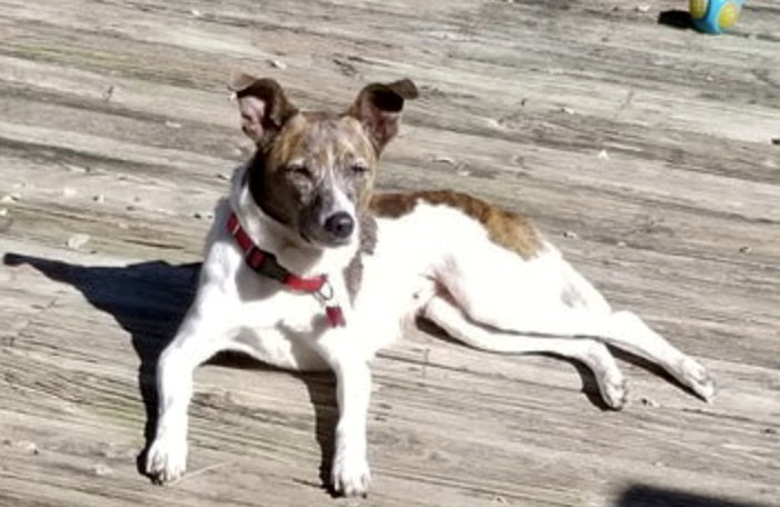 Pixie, photo 8