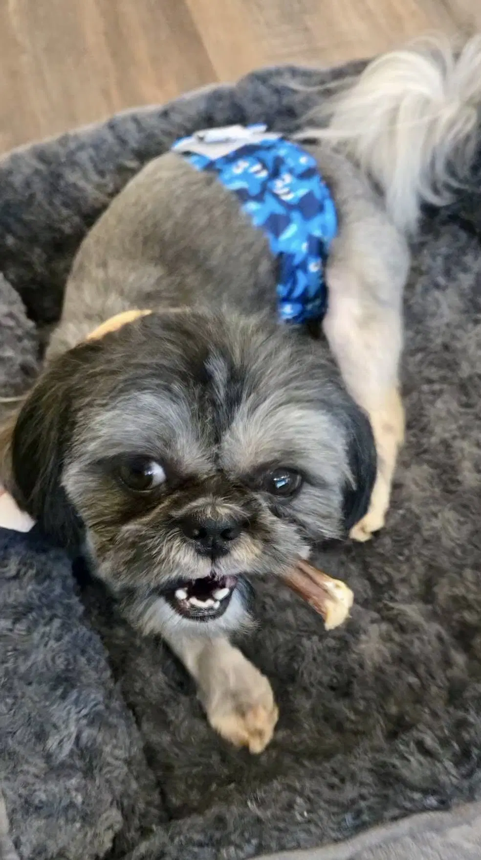 Ozzy image 4