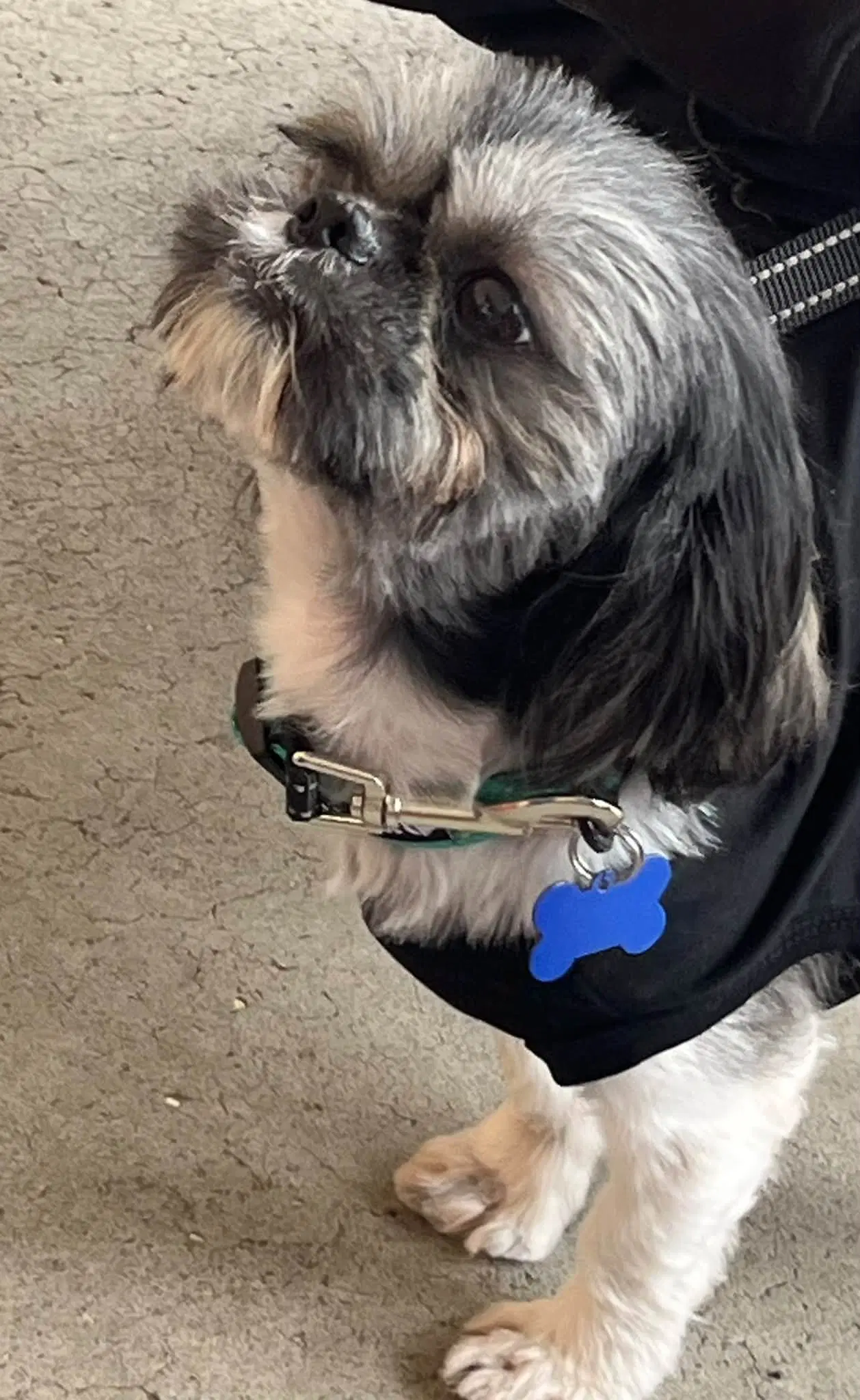 Ozzy image 2