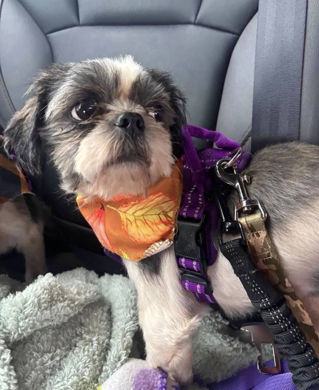 Bluey - Shih Tzu