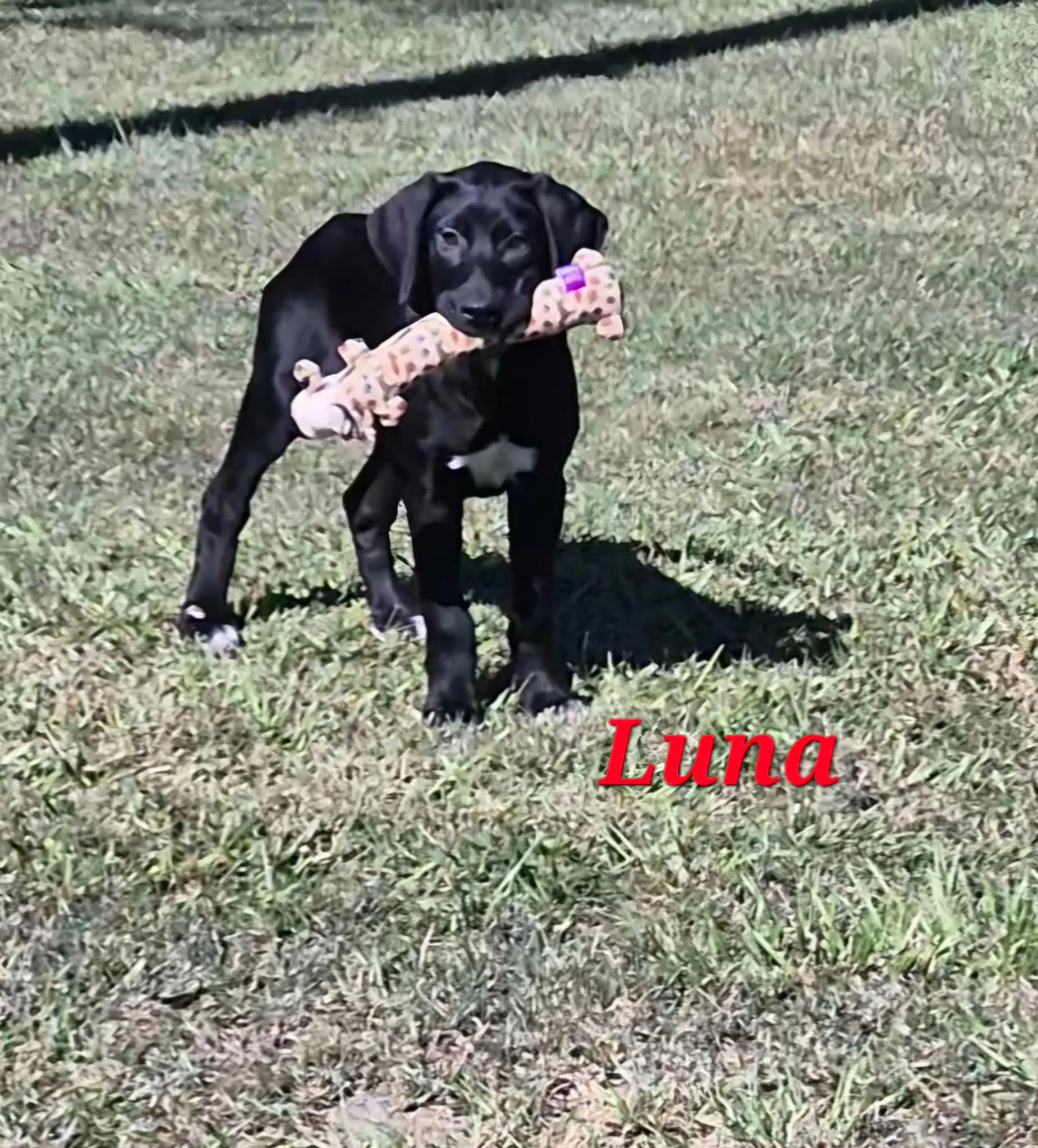 Luna image 4