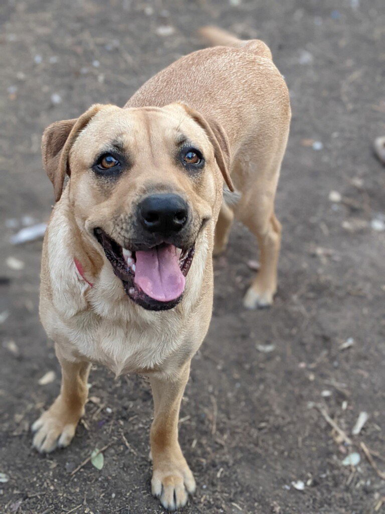 adoptable Dog in Dallas, TX named Bella