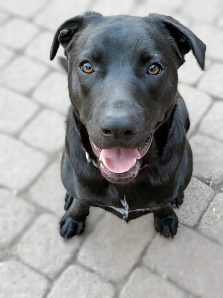 adoptable Dog in Dallas, TX named Abby