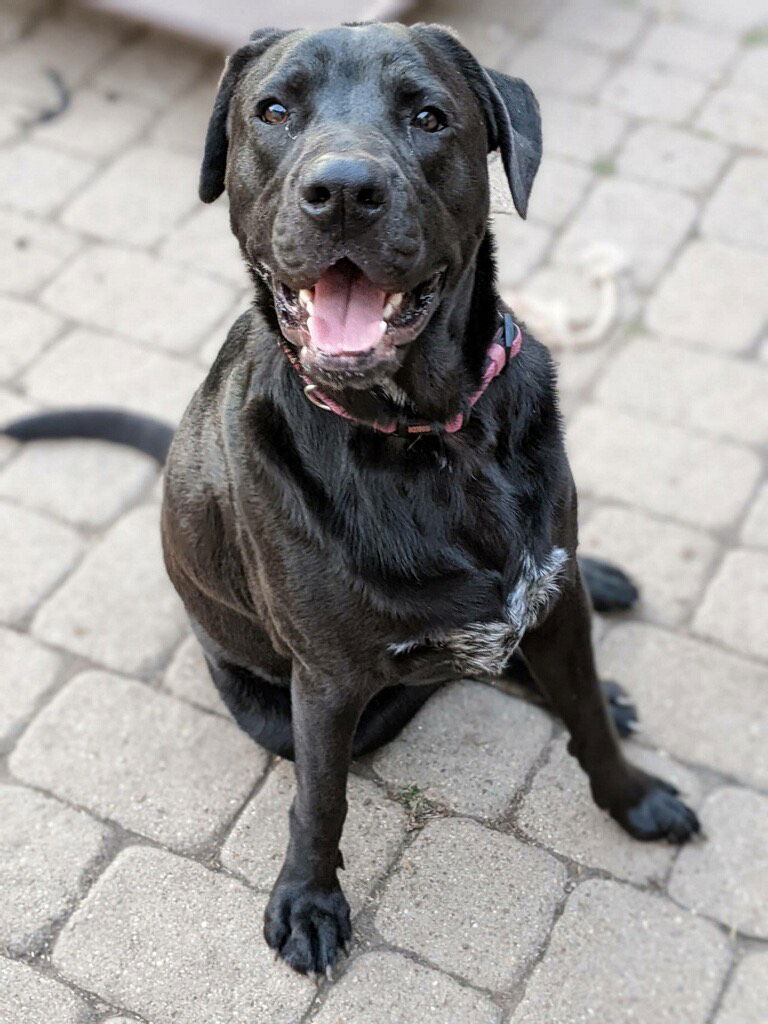 adoptable Dog in Dallas, TX named Cookie