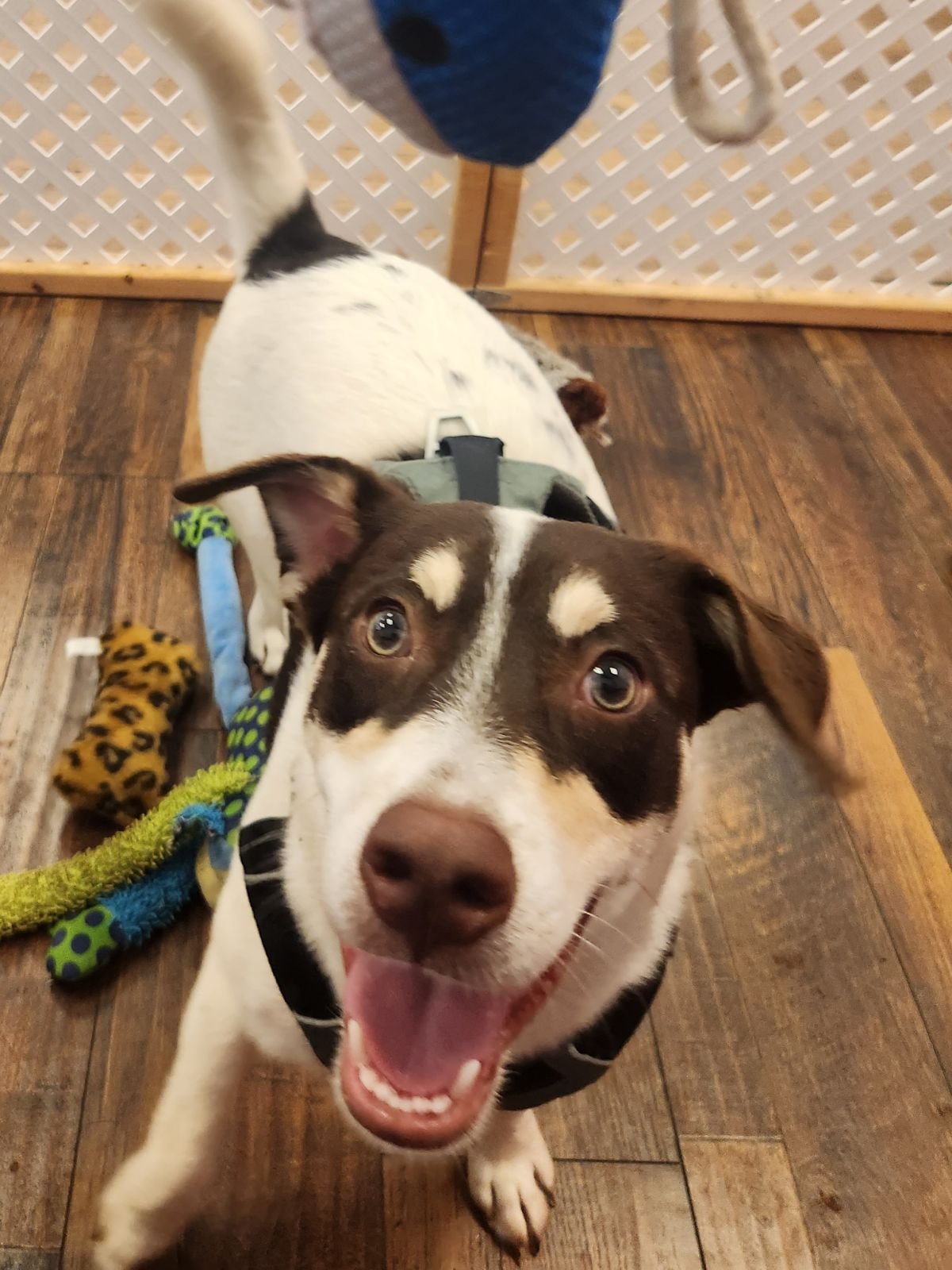 adoptable Dog in Dallas, TX named Sushi