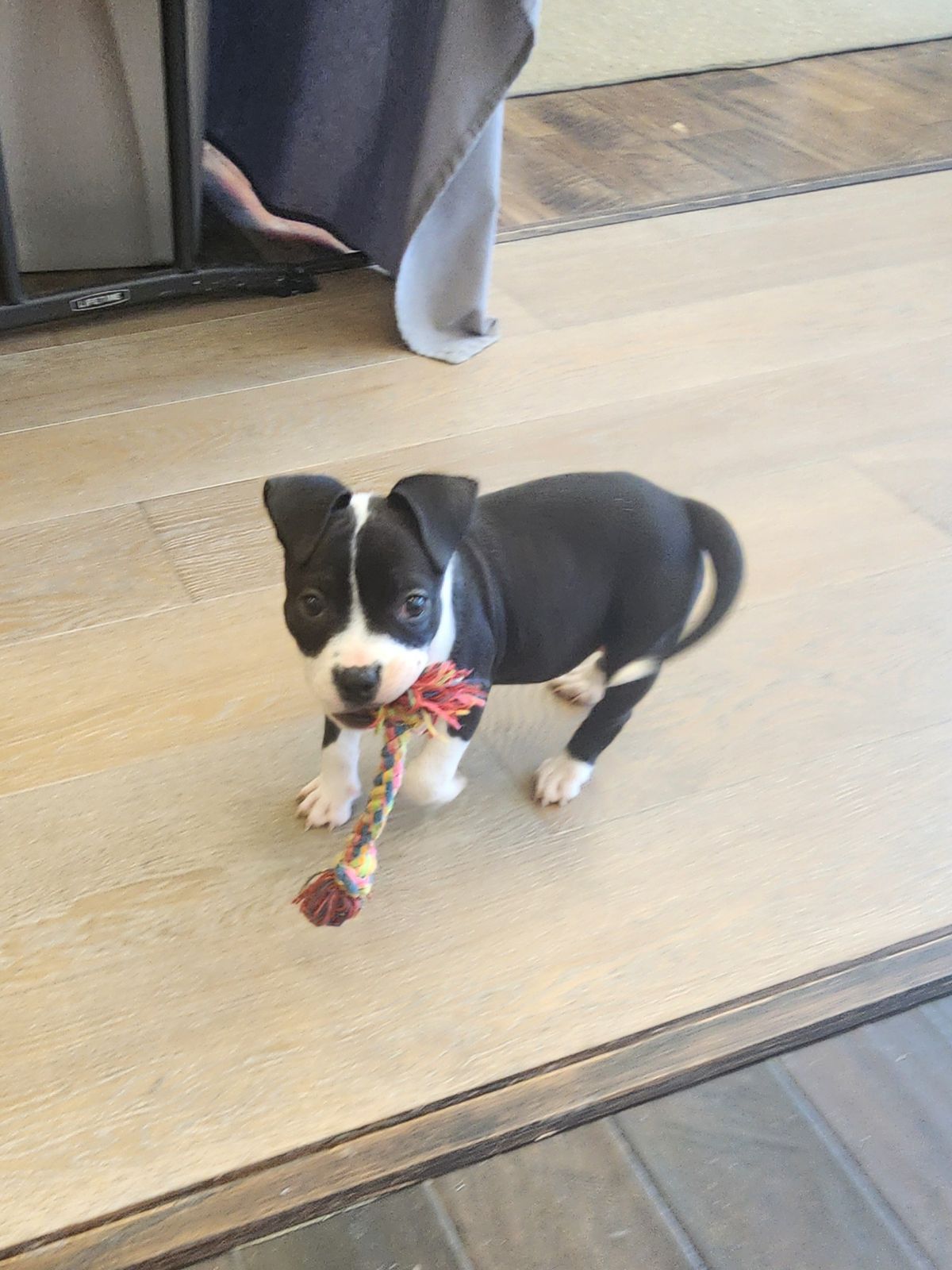 Dog for Adoption Josie, a Boston Terrier in Godley, TX Alpha Paw