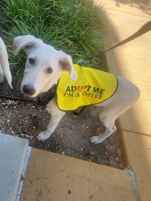 picture of the dog needing adoption