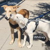 Whitney - Photo 3
