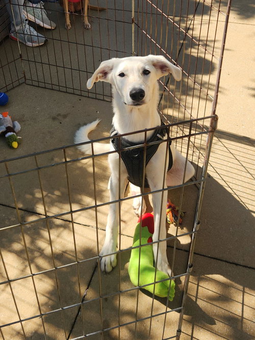 picture of the dog needing adoption