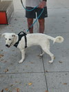 Whitney - Photo 4
