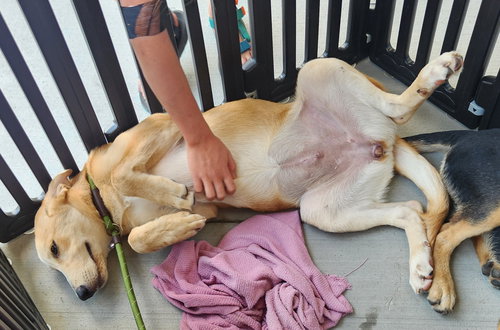 picture of the dog needing adoption
