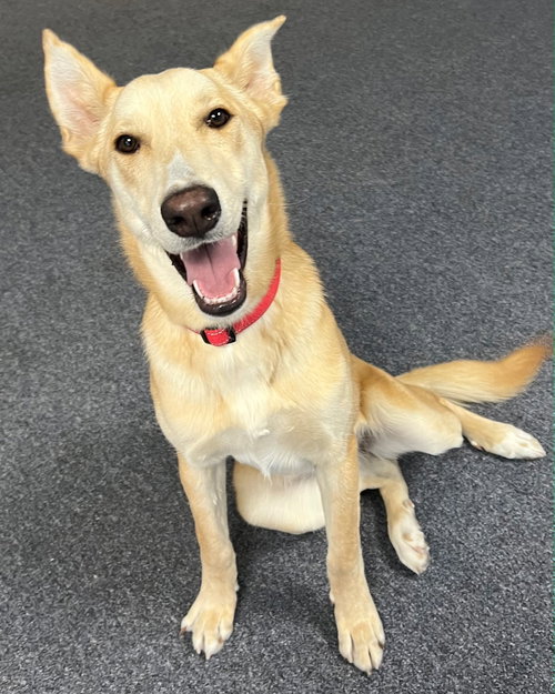 picture of the dog needing adoption