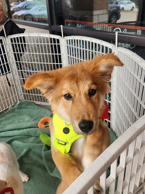 BAILEY - Unknown available for adoption
