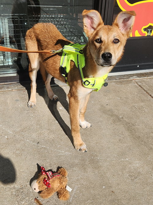 picture of the dog needing adoption