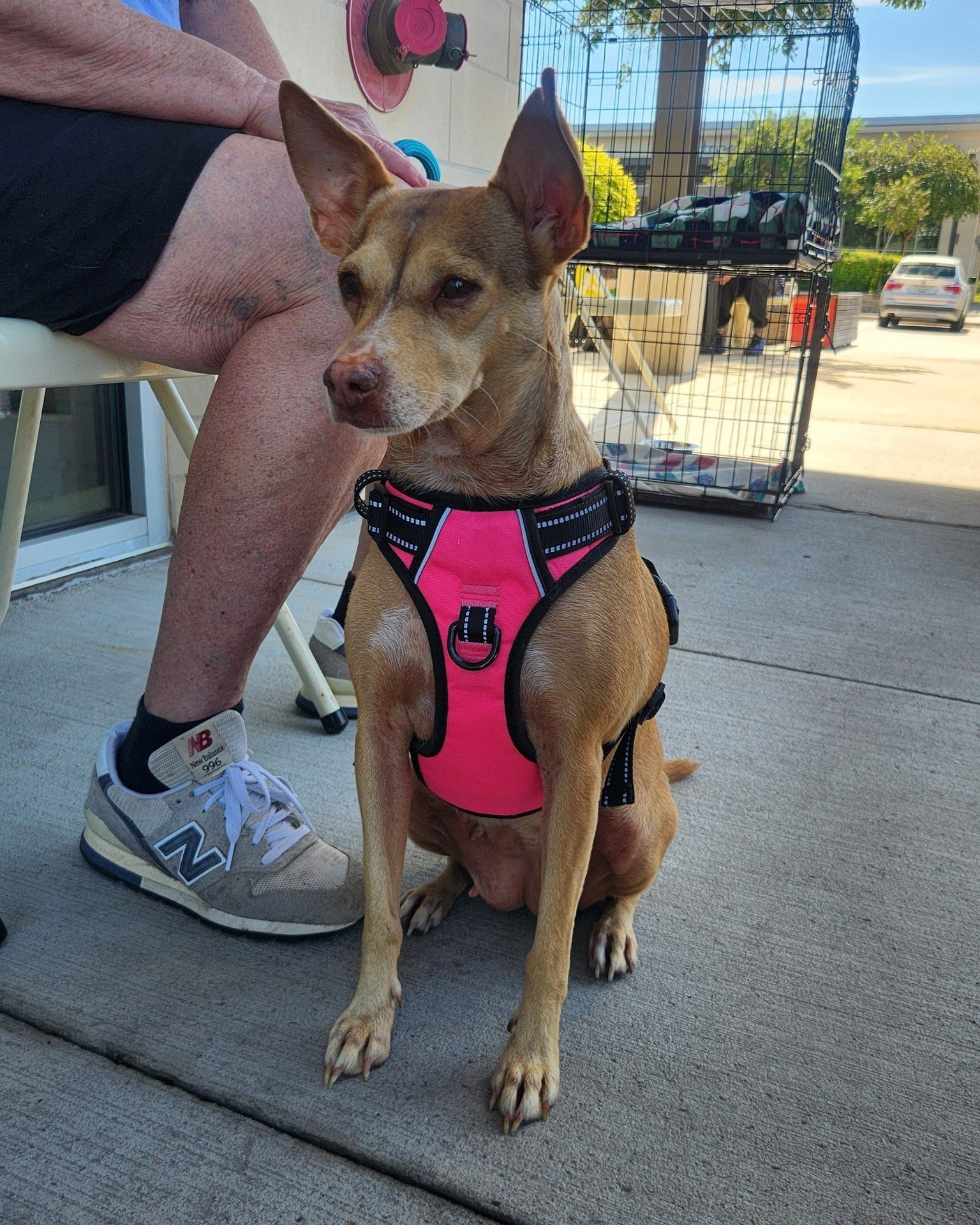 Heidi