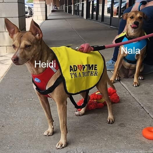 Heidi