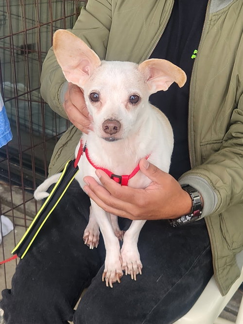 picture of the dog needing adoption
