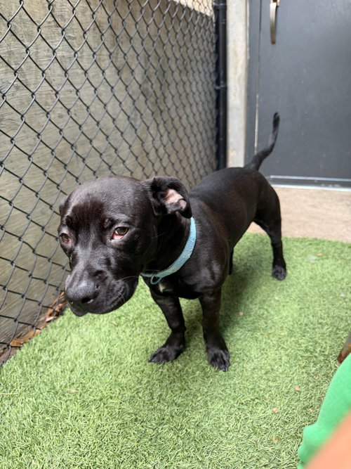 DIOR - American Pit Bull Terrier available for adoption