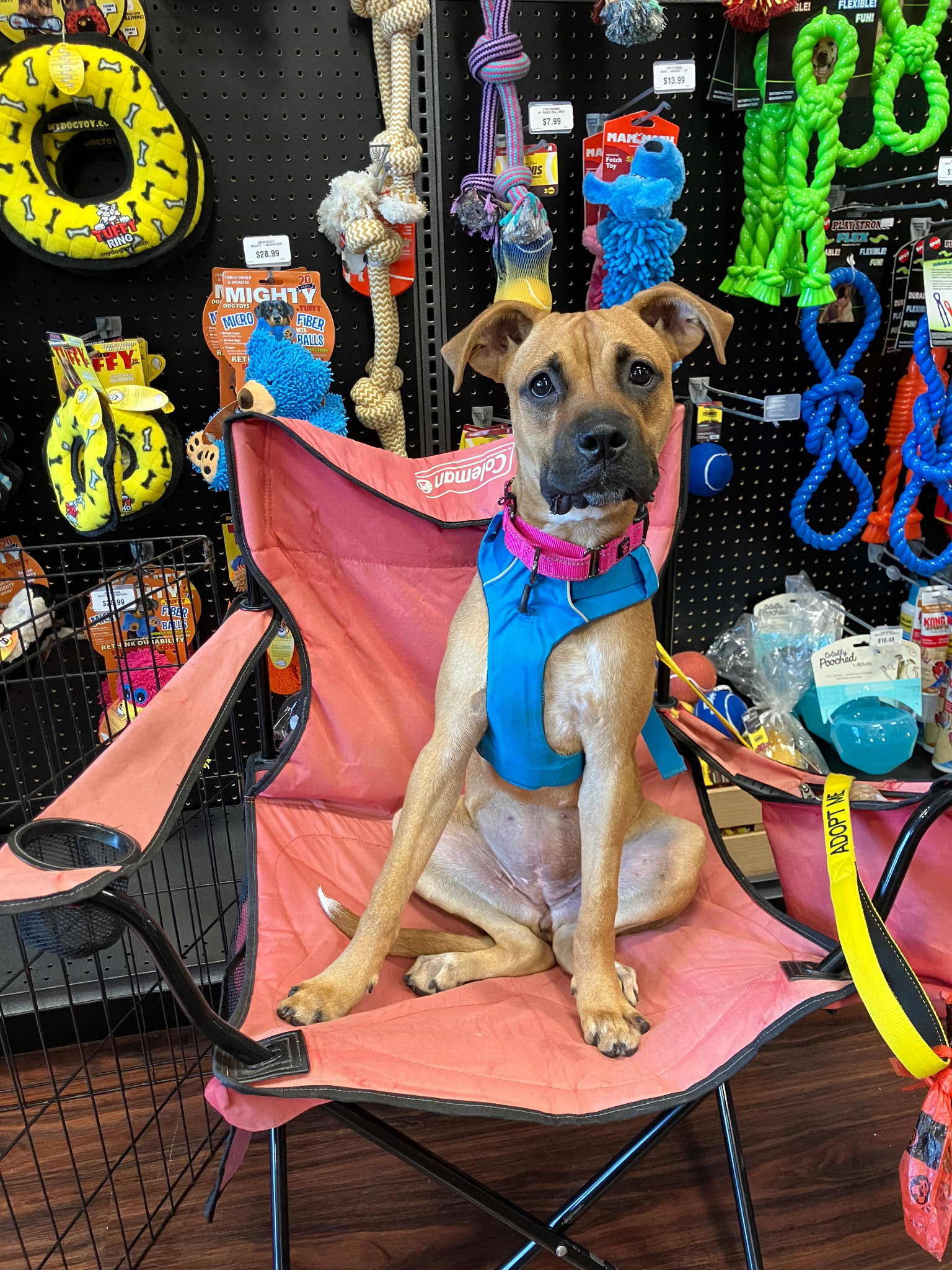 Willow, Boxer