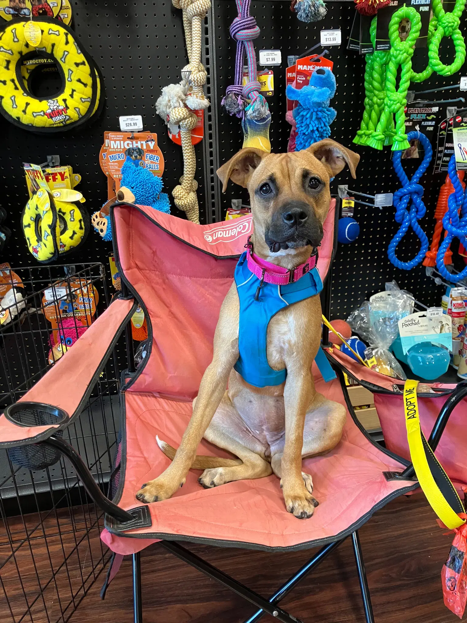 Willow - Boxer