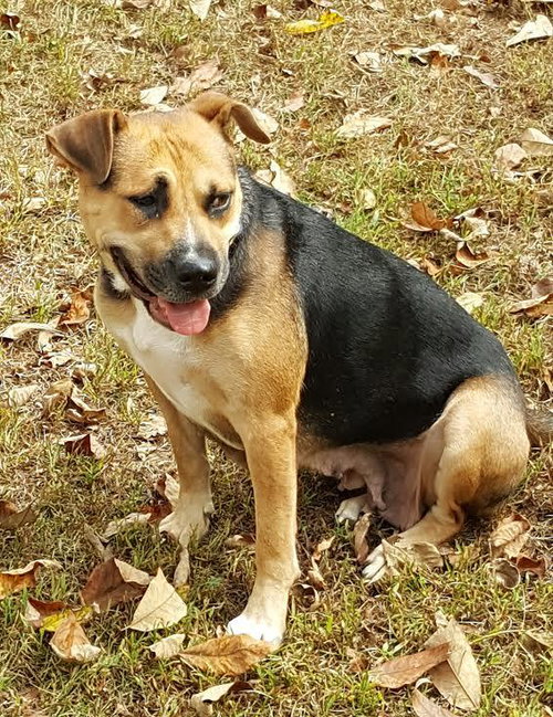 ALLIE - German Shepherd Dog / Chinese Shar-Pei available for adoption
