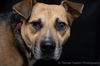 adoptable Dog in Pittstown, NJ named Allie