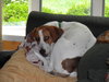 Mack - Photo 2