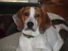 Mack - Photo 3